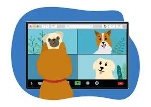 office dog on zoom